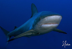 This image of a Caribbean Reef Shark was taken last week ... by Steven Anderson 